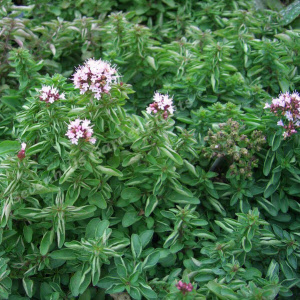 origanum vulgare compactum - sevenhills vaste planten_000_000