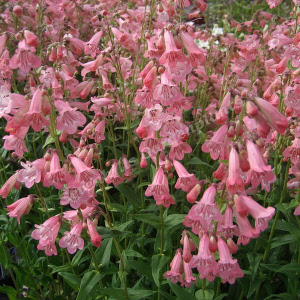 penstemon hidcote pink - sevenhills vaste planten_000