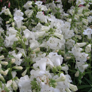 penstemon white bedder - sevenhills vaste planten_000