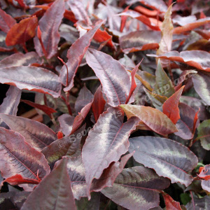 persicaria microcephale red dragon - sevenhills vaste planten_000