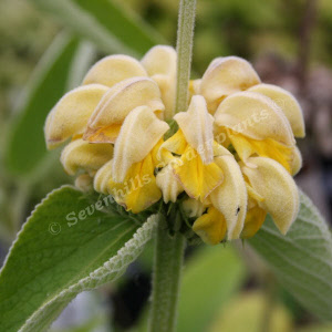 phlomis russeliana - sevenhills vaste planten_000