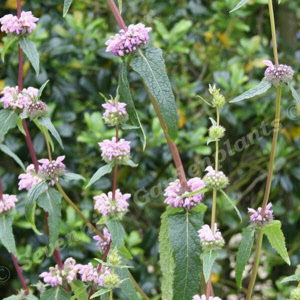 phlomis tuberosa - sevenhills vaste planten_000