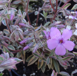 phlox amoena variegata - sevenhills vaste planten_000