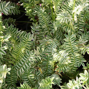 polemonium caeruleum brise d'anjou - sevenhills vaste planten_000