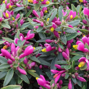 polygala chamaebuxes grandiflora - sevenhills vaste planten_000