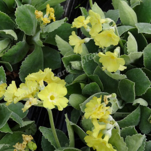 primula yellow dusty miller_000