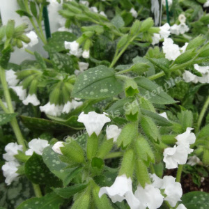 pulmonaria officinalis sissinghurst white - sevenhills vaste planten_000