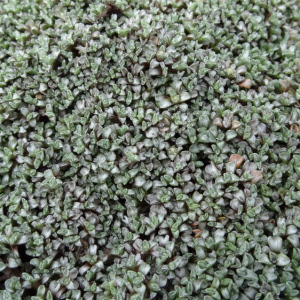 raoulia australis sevenhills vaste planten