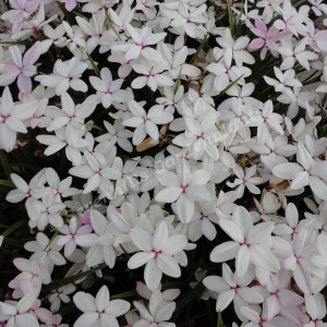 rhodohypoxis tetra white - sevenhills vaste planten_000