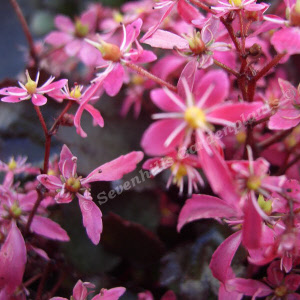 saxifraga cortusifolia black ruby - sevenhills vaste planten_000