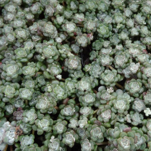 sedum spathulifolium cape blanco - sevenhills vaste planten_000