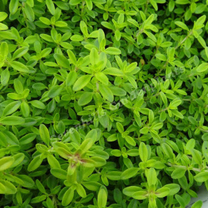 thymus citriodorus aureus sevenhills vaste planten
