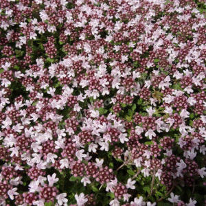 thymus preacox  pink chintz - sevenhills vaste planten_000