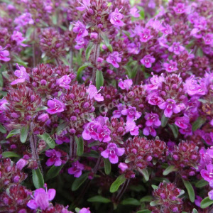 thymus preacox purple beauty sevenhills vaste planten