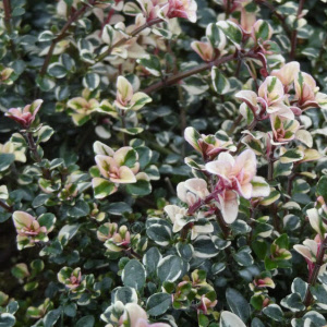 thymus pulegioides foxley - sevenhills vaste planten_000