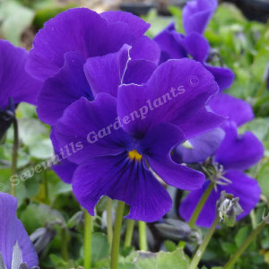 viola cornuta martin - sevenhills vaste planten_000