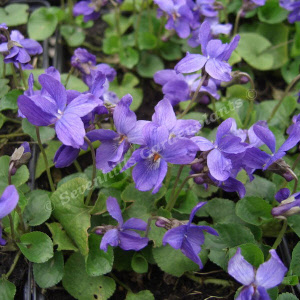 viola odorata koningin charlotte - sevenhills vaste planten_000