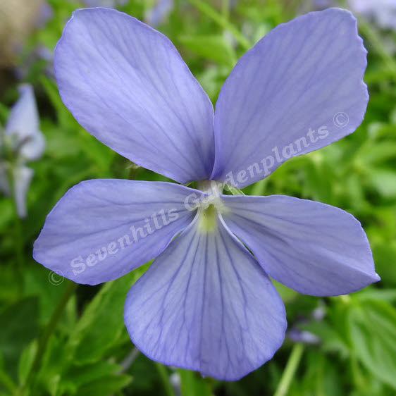 viola cornuta boughton blue sevenhills vaste planten