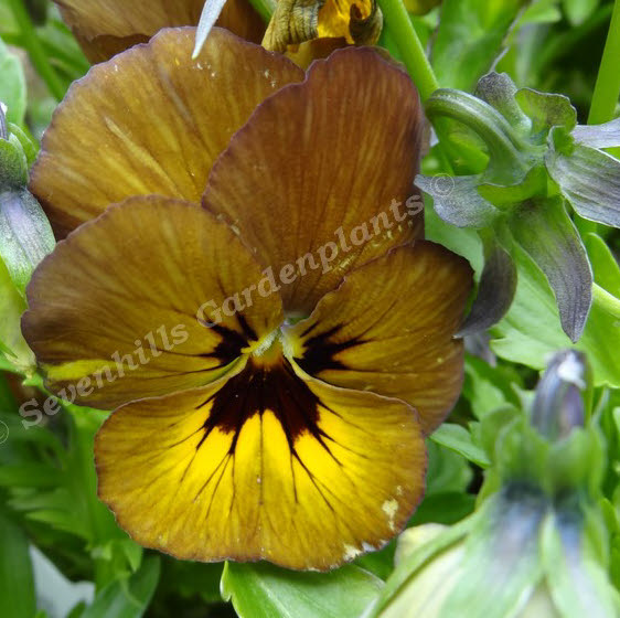 viola cornuta irisch molly sevenhills vaste planten