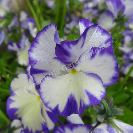 viola cornuta rebecca sevenhills vaste planten